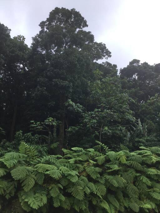Les Lucioles 1 Beau T2 En Foret Tropicale Avec Acces Piscine Saint-Joseph Extérieur photo